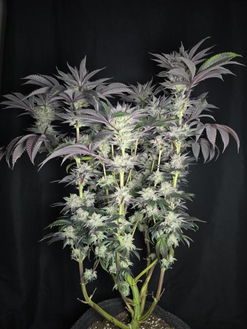 Citrus slurp. Week 17