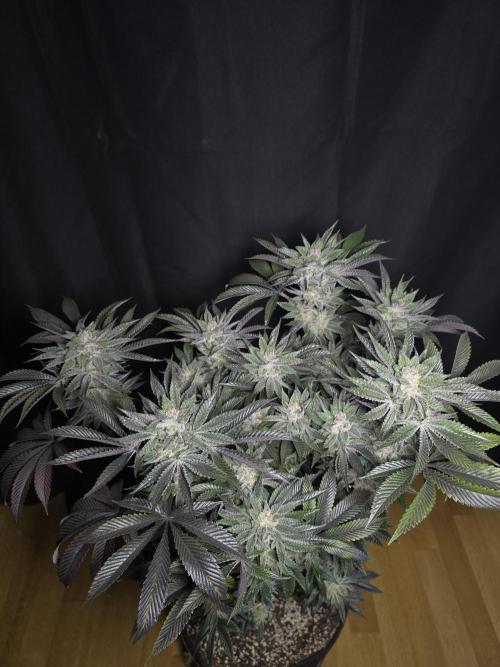 Citrus slurp. Week 17