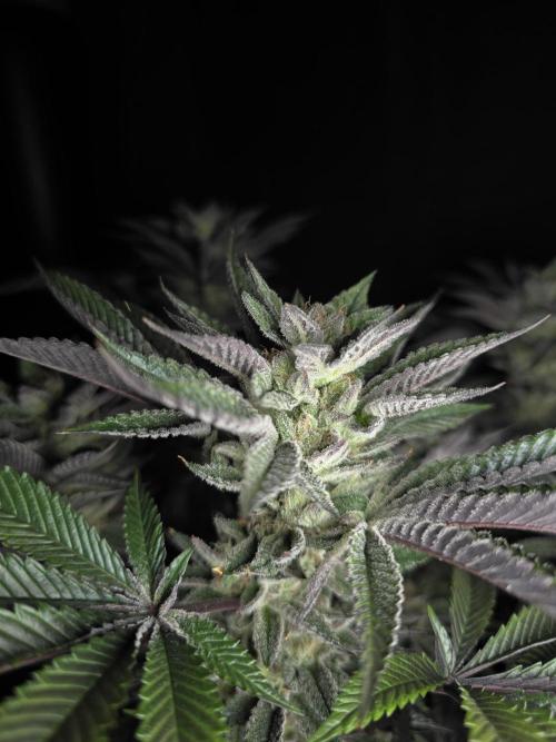Original Sensible Seeds - Citrus Slurp door Naujas