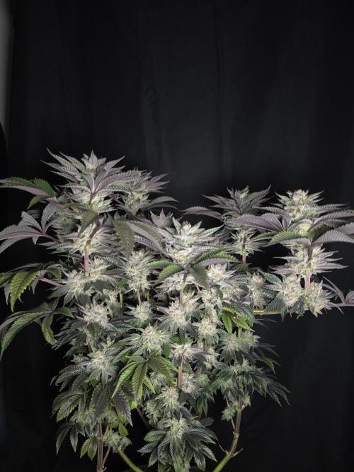 Citrus slurp. Week 17
