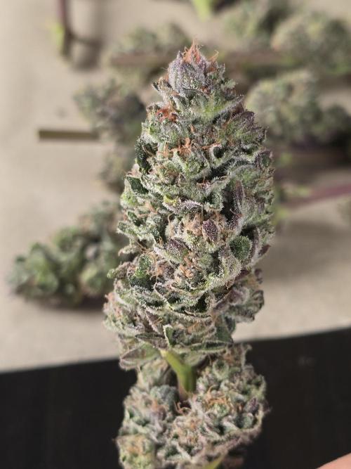 Citrus slurp. Week 17