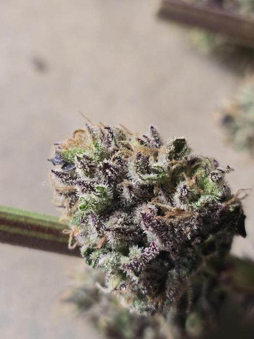 Citrus slurp. Week 17