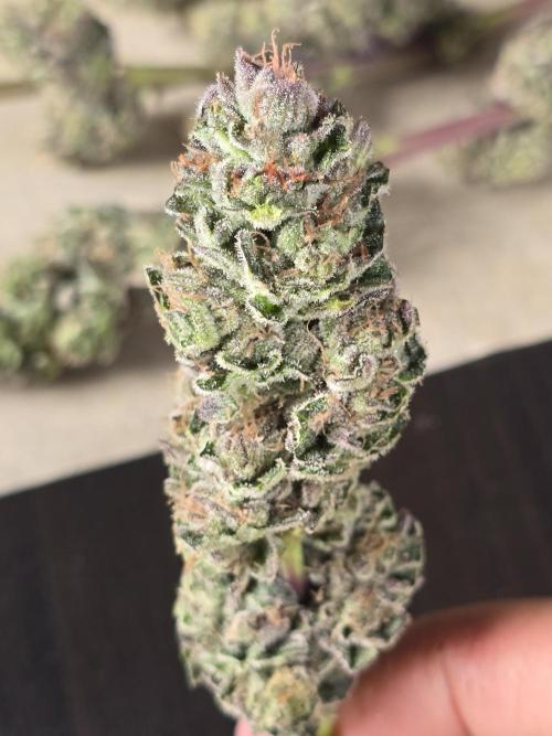 Citrus slurp. Week 17