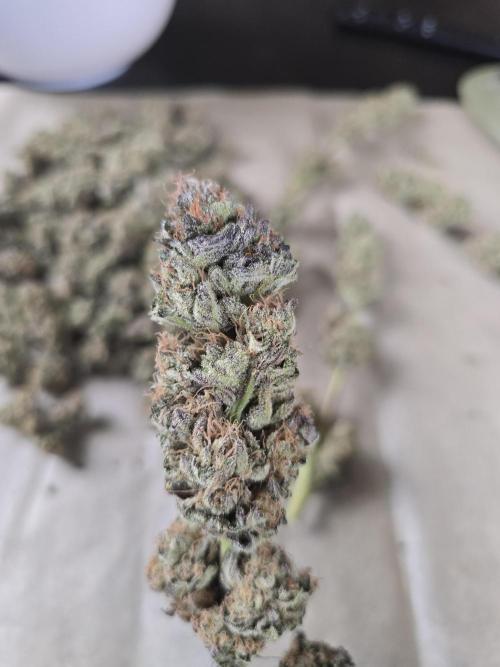 Citrus slurp. Week 17