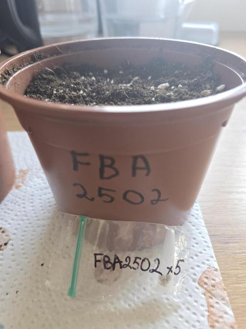 Frostbanger FastBuds. Week 1