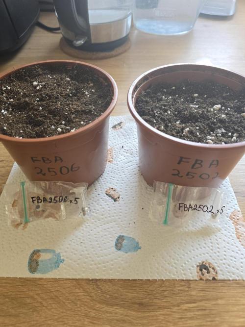 Frostbanger FastBuds. Week 1