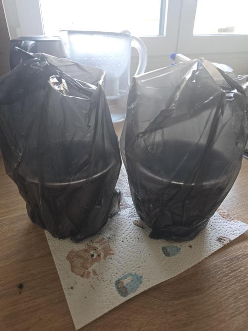 Frostbanger FastBuds. Week 1