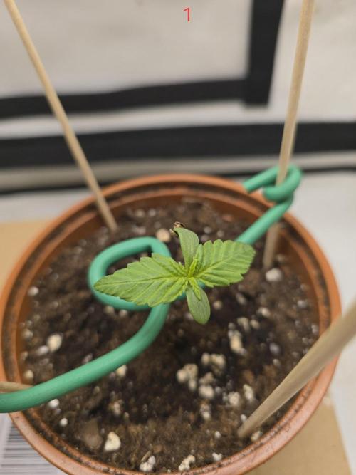 Frostbanger FastBuds. Week 1
