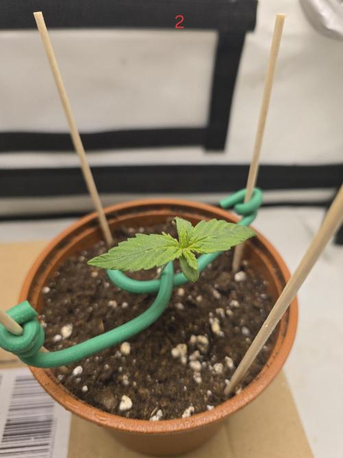Frostbanger FastBuds. Week 1