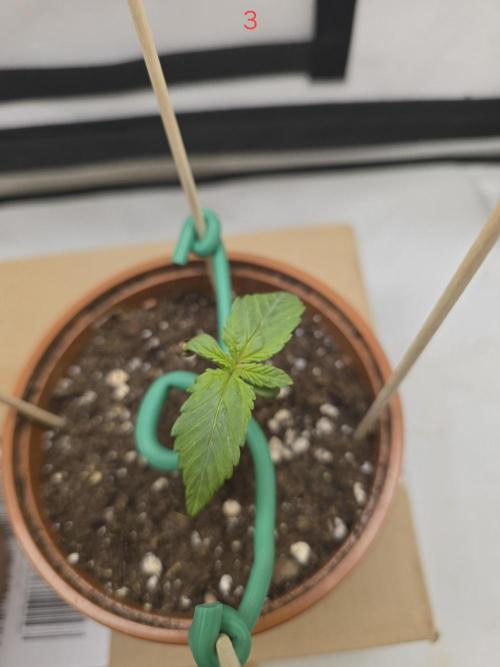 Frostbanger FastBuds. Week 1
