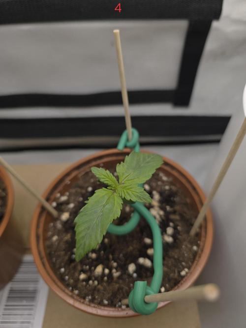 Frostbanger FastBuds. Week 1