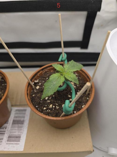 Frostbanger FastBuds. Week 1