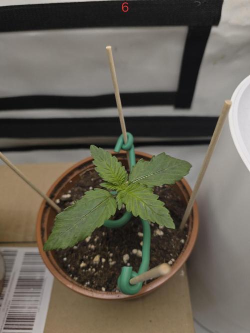 Frostbanger FastBuds. Week 1