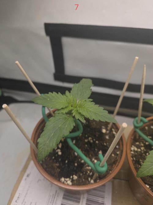 Frostbanger FastBuds. Week 1