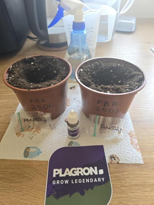 Purple haze FastBuds. Week 1