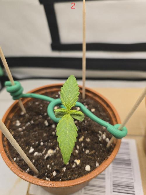 Purple haze FastBuds. Week 1