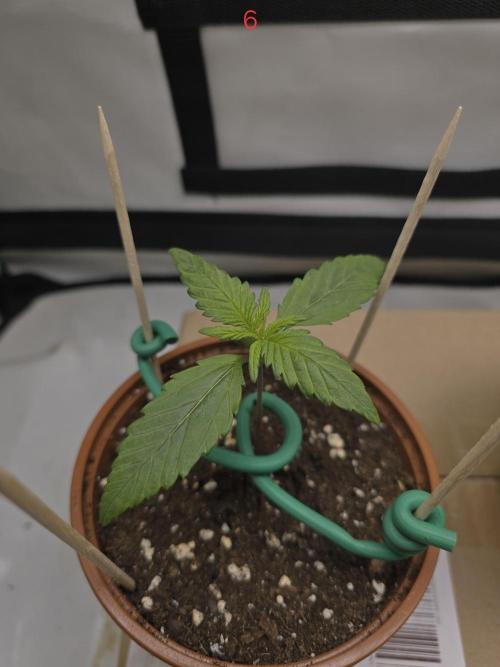 Purple haze FastBuds. Week 1