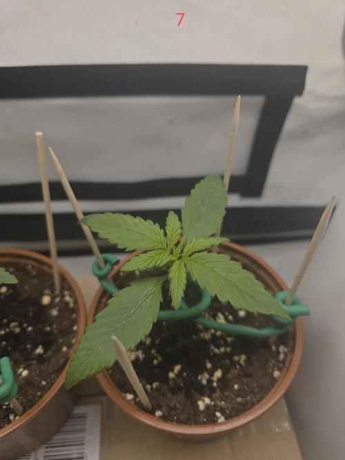 Purple haze FastBuds. Week 1