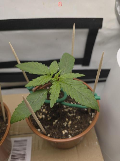 Purple haze FastBuds. Week 2