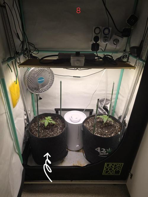 Purple haze FastBuds. Week 2