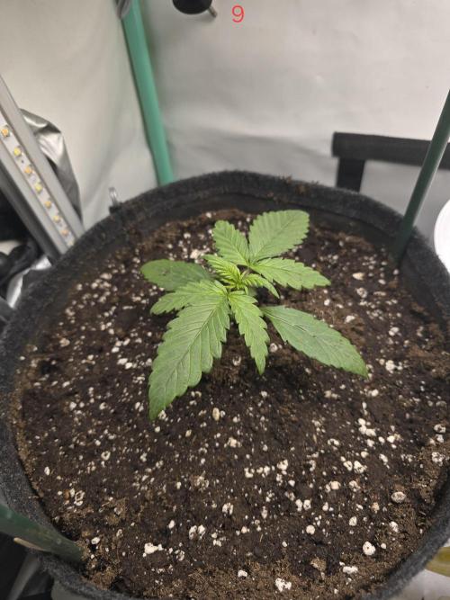 Purple haze FastBuds. Week 2