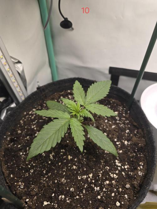 Purple haze FastBuds. Week 2