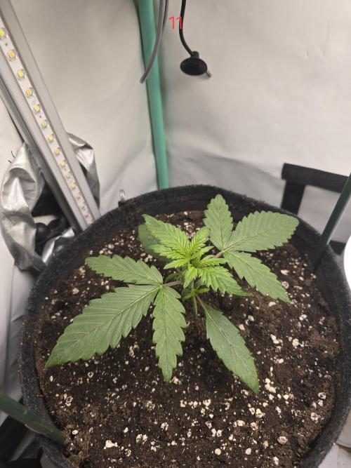 Purple haze FastBuds. Week 2