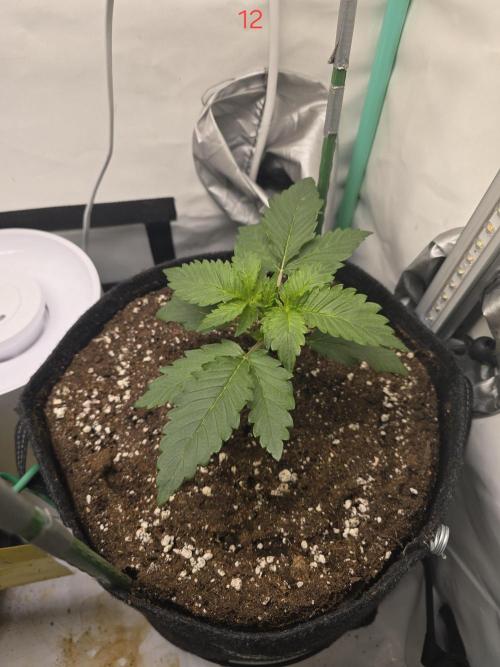 Purple haze FastBuds. Week 2