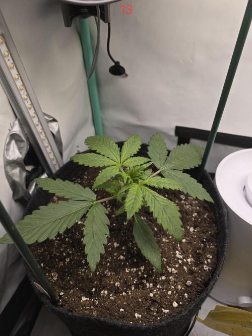 Purple haze FastBuds. Week 2