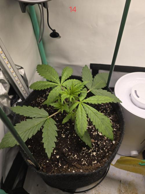 Purple haze FastBuds. Week 2