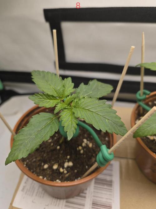 Frostbanger FastBuds. Week 2