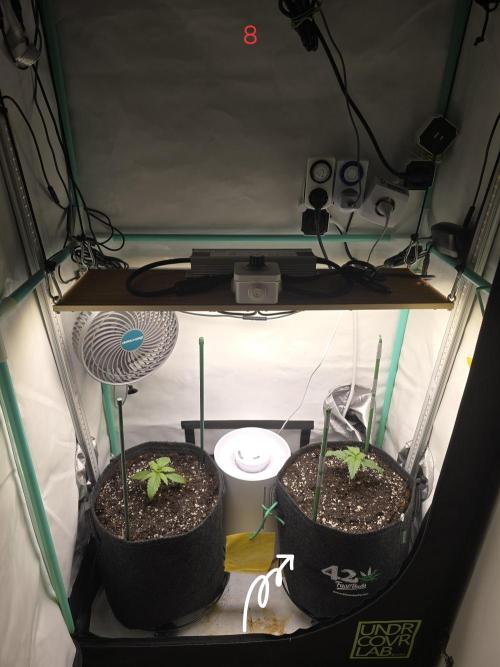 Frostbanger FastBuds. Week 2