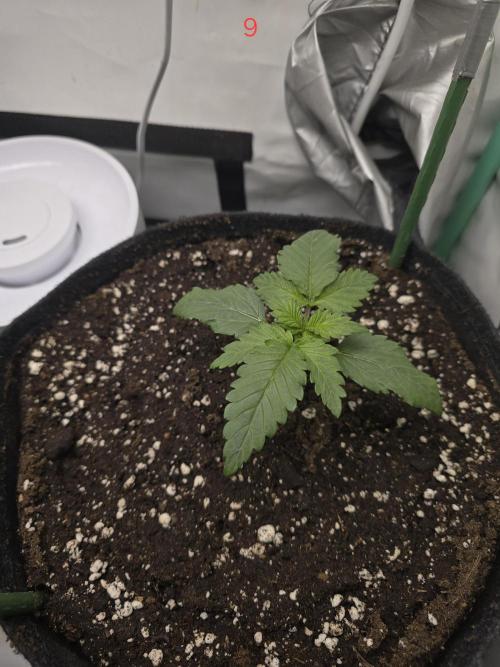 Frostbanger FastBuds. Week 2