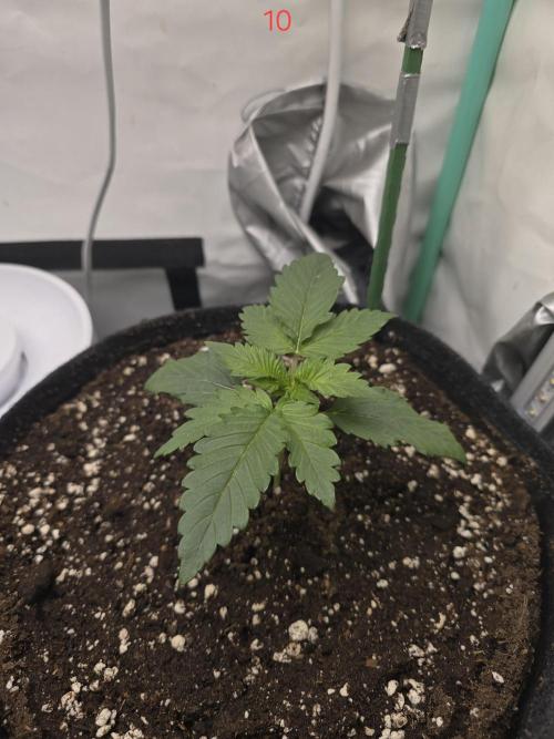 Frostbanger FastBuds. Week 2