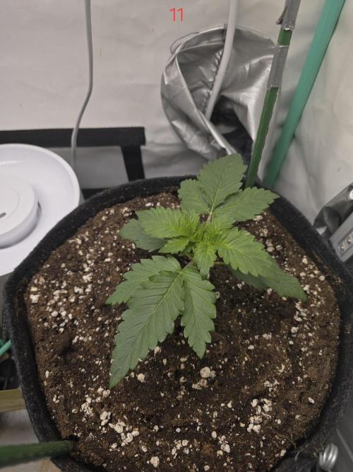 Frostbanger FastBuds. Week 2