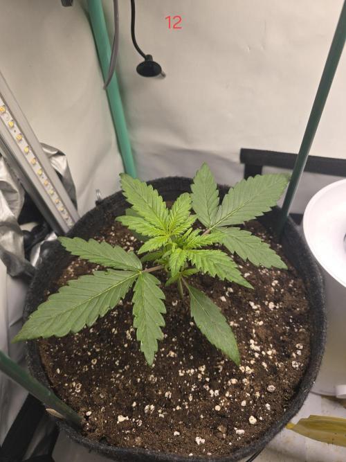 Frostbanger FastBuds. Week 2