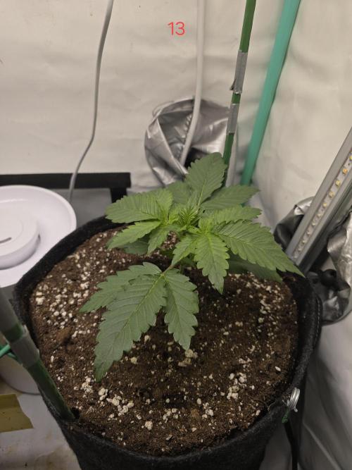 Frostbanger FastBuds. Week 2