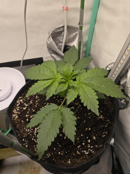 Frostbanger FastBuds. Week 2