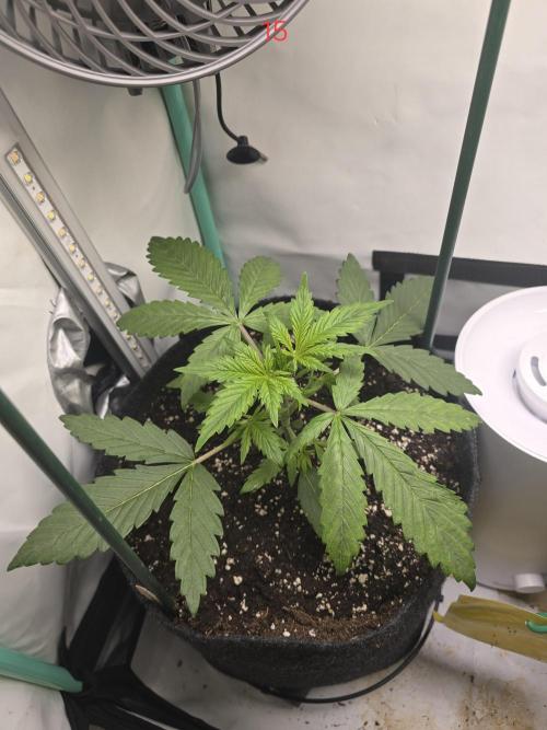 Purple haze FastBuds. Week 3