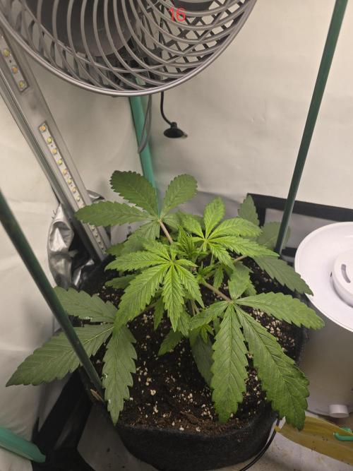 Purple haze FastBuds. Week 3