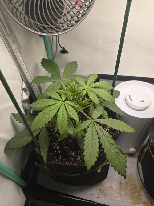 Purple haze FastBuds. Week 3