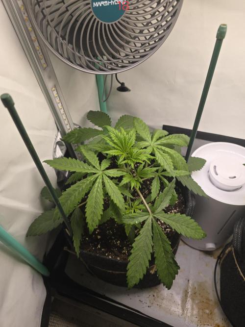 Purple haze FastBuds. Week 3