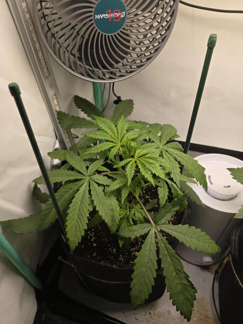 Purple haze FastBuds. Week 3