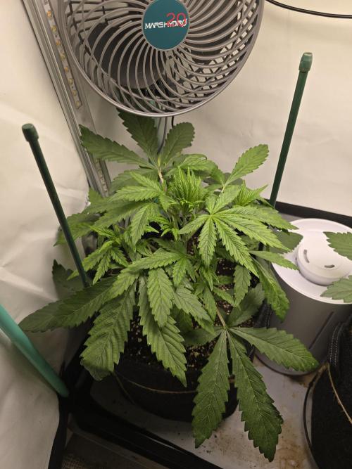 Purple haze FastBuds. Week 3