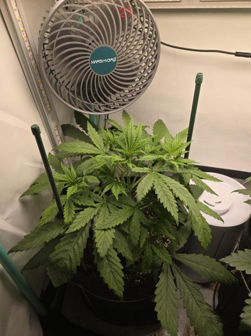 Purple haze FastBuds. Week 3