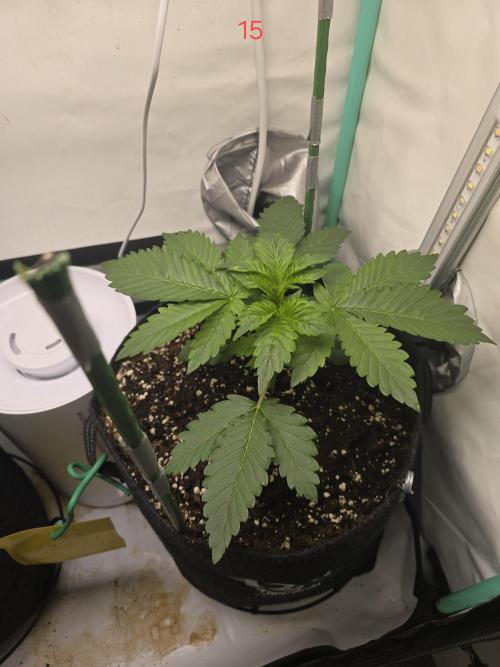 Frostbanger FastBuds. Week 3