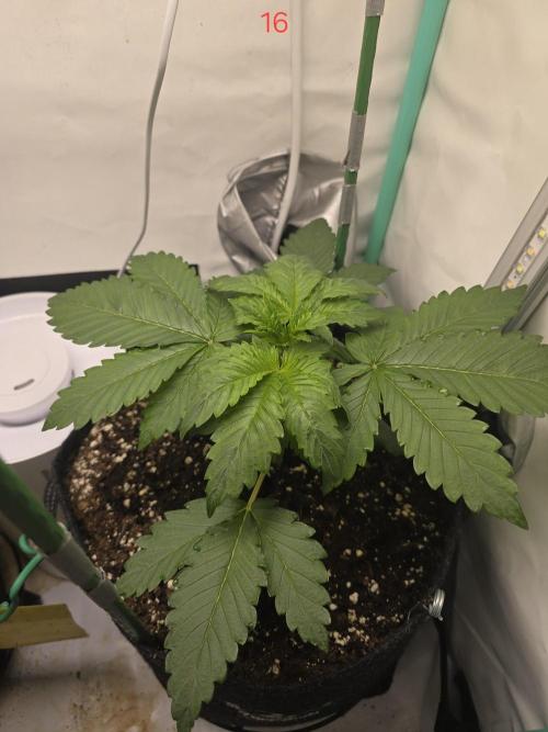 Frostbanger FastBuds. Week 3