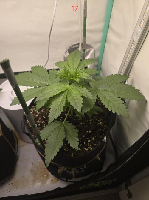 Frostbanger FastBuds. Week 3