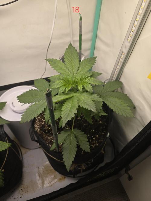 Frostbanger FastBuds. Week 3