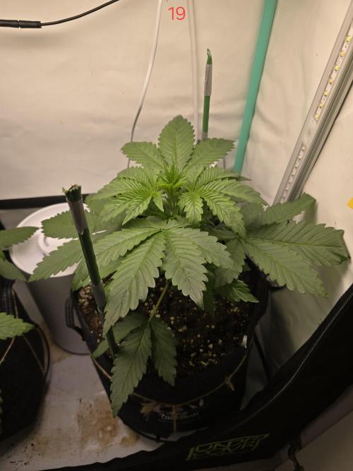 Frostbanger FastBuds. Week 3